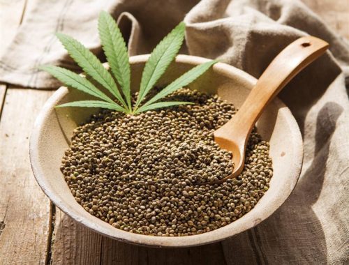 cannabis sativa seed oil